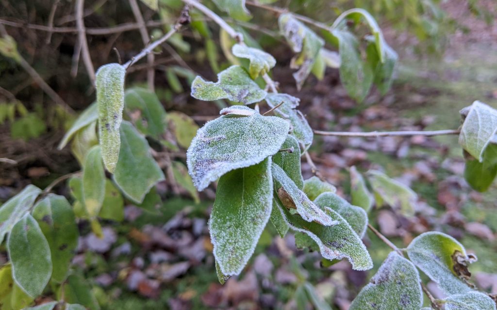 Frost on leaves, Photo Credit: Mark S