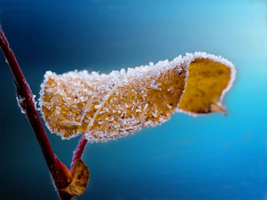Frost on Leave