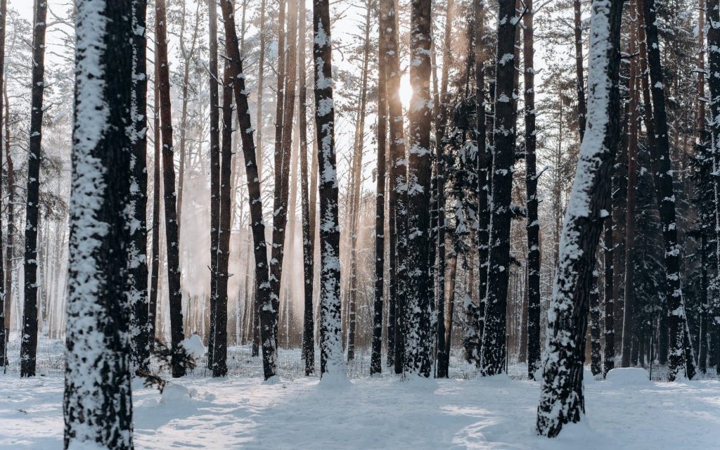 Trees in winter by Mikhail Nilov, on Pexels.com