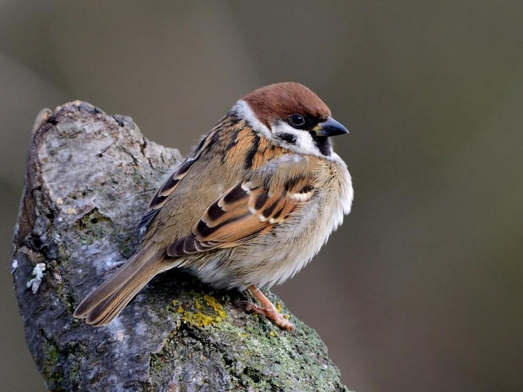 Eurasian Tree Sparrow/Photo Credit-Pavel Štěpánek, Macaulay Library 