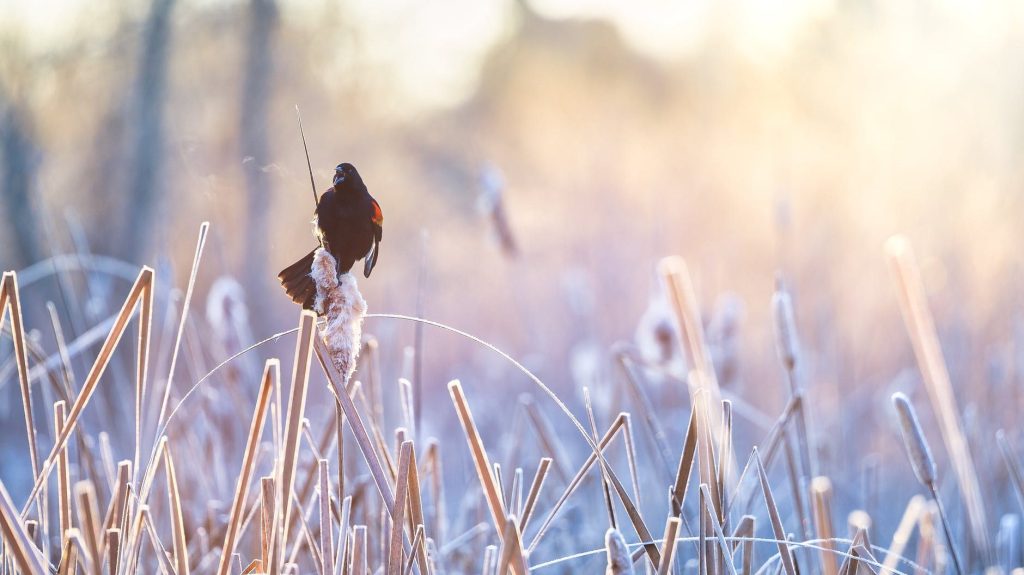 Red-winged Blackbird/Photo Brett Sayles