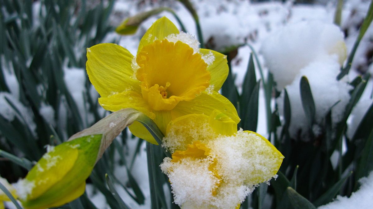 Daffodil in Snow, ForestWander, Creative Commons 3.0