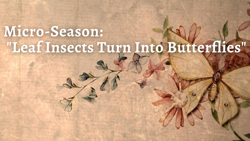 Micro-Season: “Leaf Insects Turn Into Butterflies” 2023
