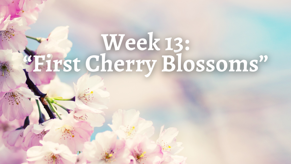 Week 13: “First Cherry Blossoms”