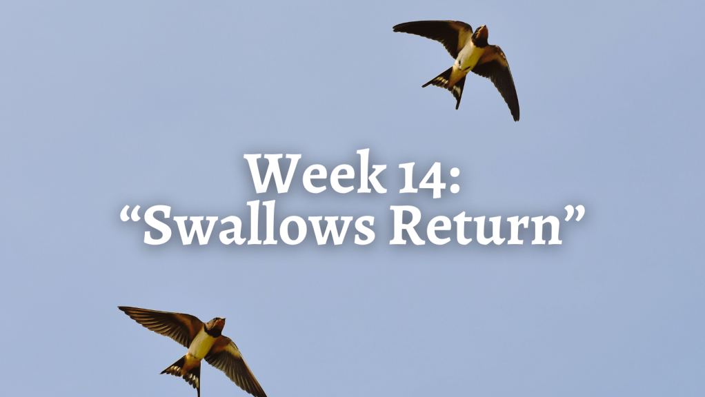Week 14: “Swallows Return”