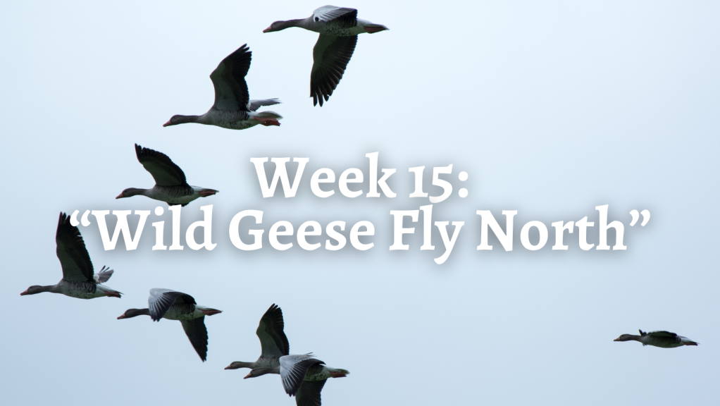 Week 15: “Wild Geese Fly North”