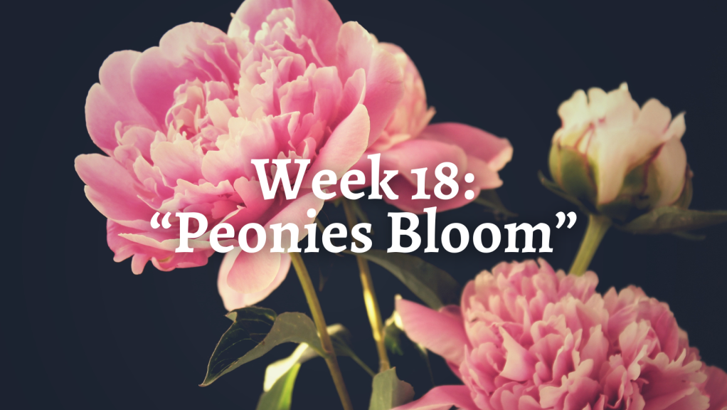 Week 18: “Peonies Bloom”